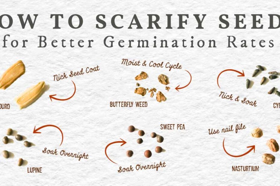 What is Scarification in Plants