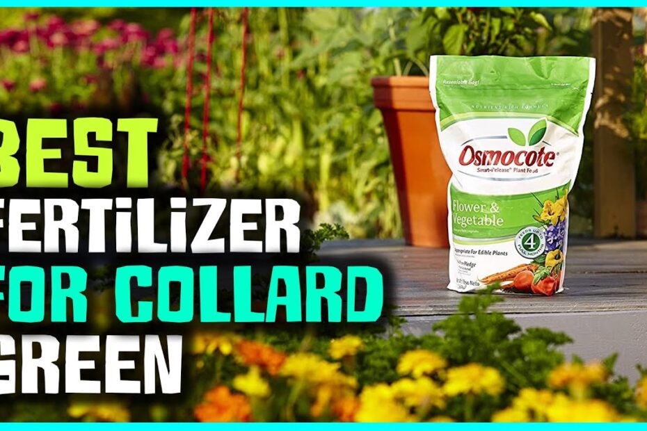 What is the Best Fertilizer for Collard Greens