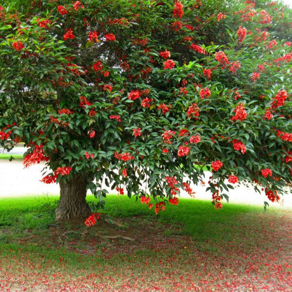 what is the national tree of argentina