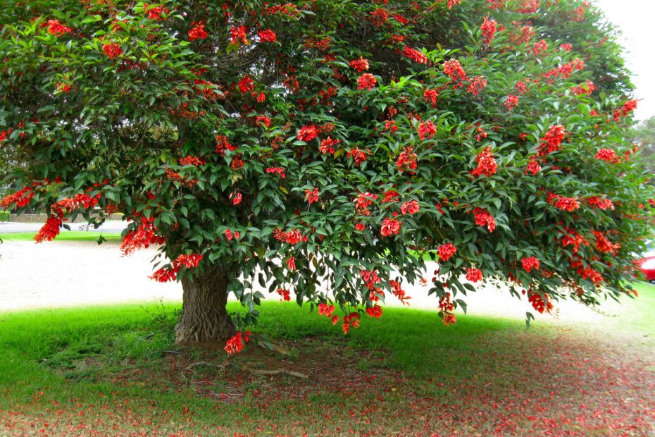 what is the national tree of argentina