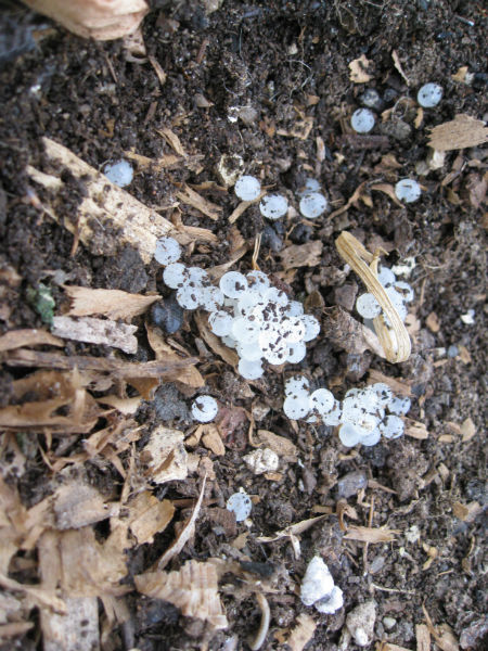 what lays small white eggs in soil