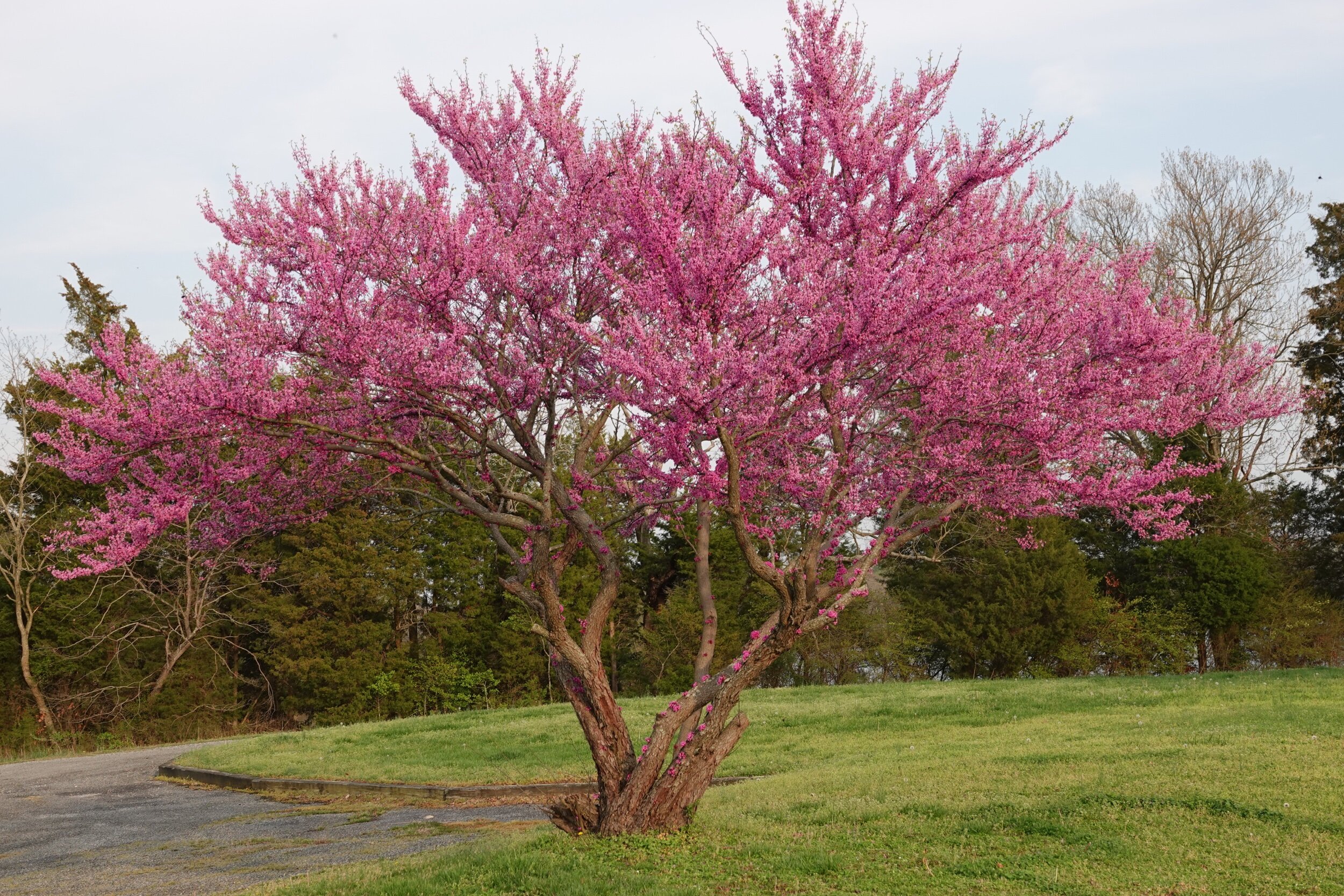 What Month Do Redbud Trees Bloom