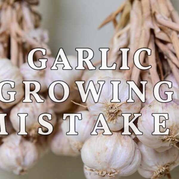 what not to plant after garlic