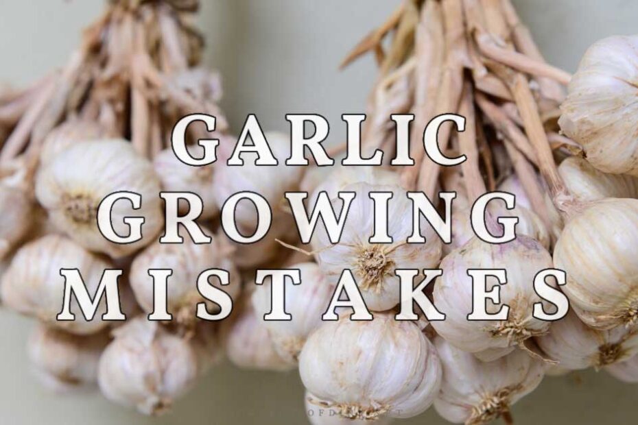 what not to plant after garlic