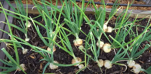 what-not-to-plant-after-onions-up-gardening