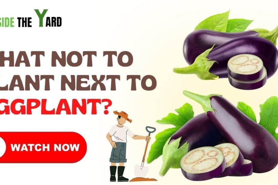 What Not to Plant Near Eggplant