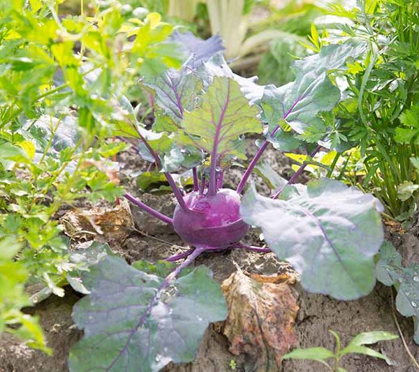 what not to plant next to kohlrabi