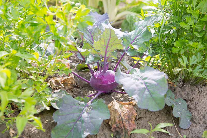 what not to plant next to kohlrabi