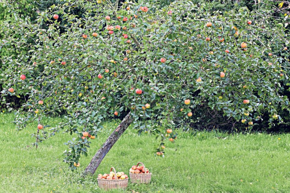 what not to plant with apple trees scaled