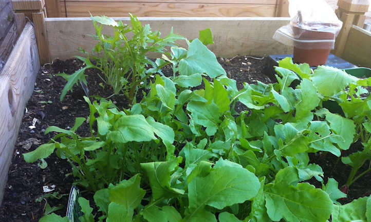 What Not to Plant with Arugula