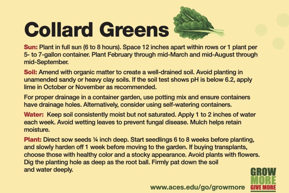 What Not to Plant with Collard Greens