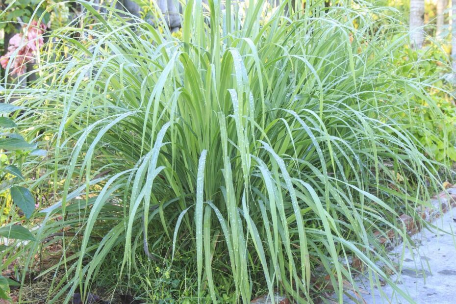 what not to plant with lemongrass