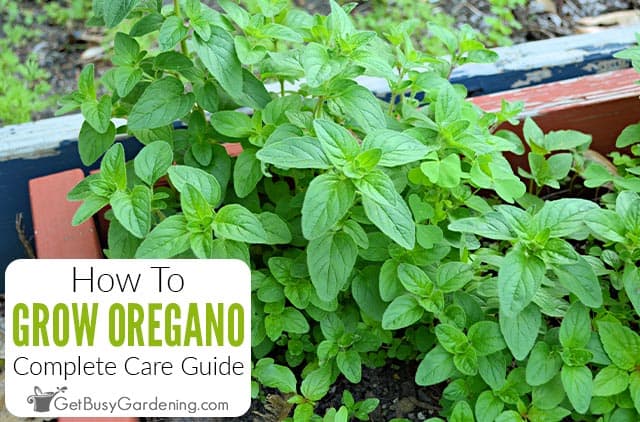 what not to plant with oregano