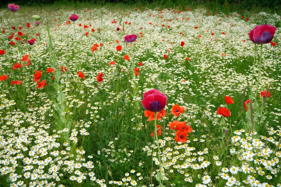 What Not to Plant with Poppies