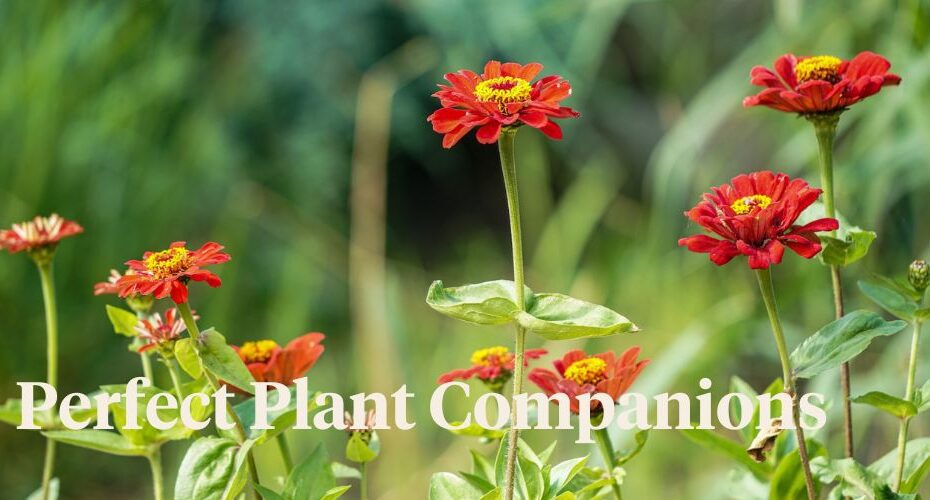 What Not to Plant with Zinnia