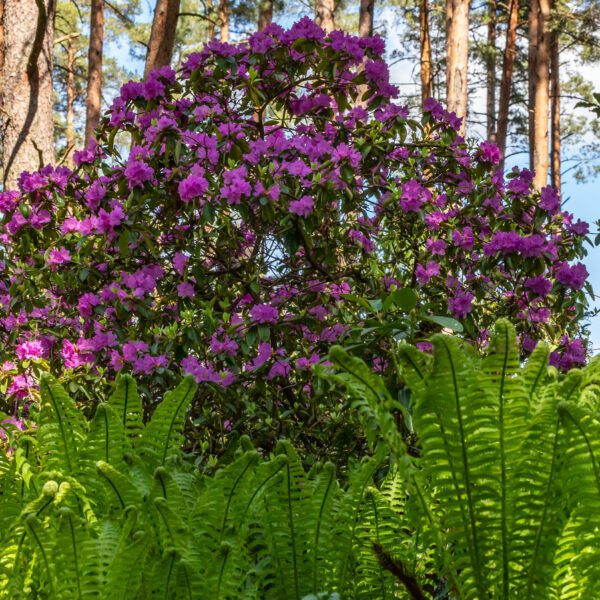 what perennials grow under pine trees