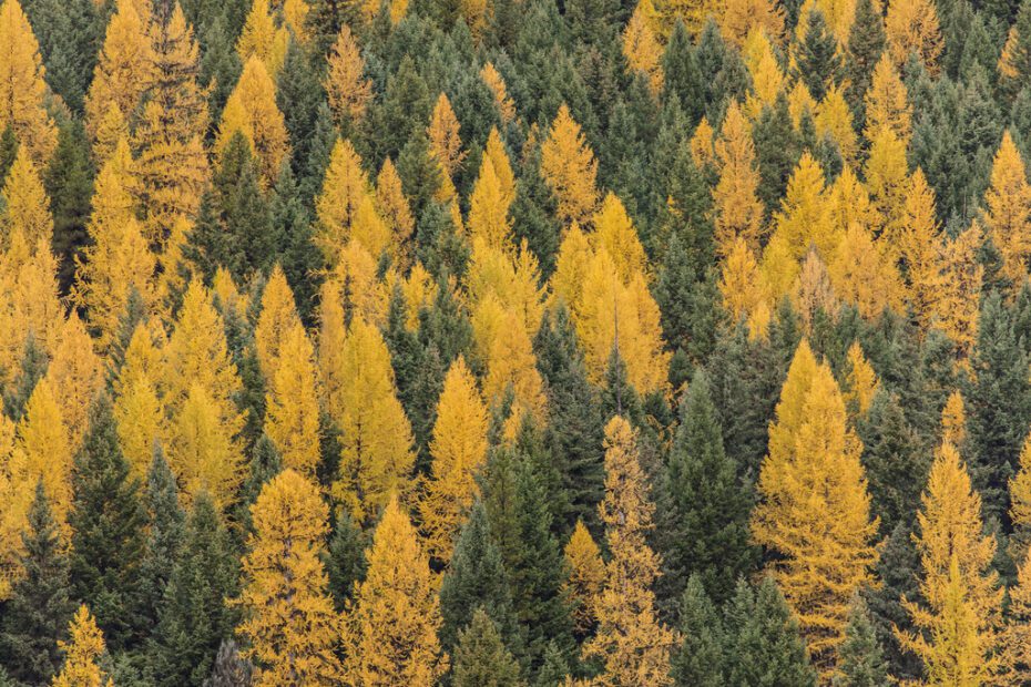 What Pine Tree Turns Yellow in Fall