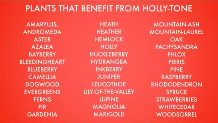 what plants benefit from holly tone