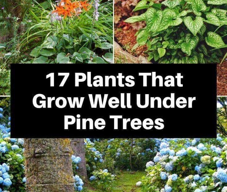 What Plants Will Grow Under Pine Trees