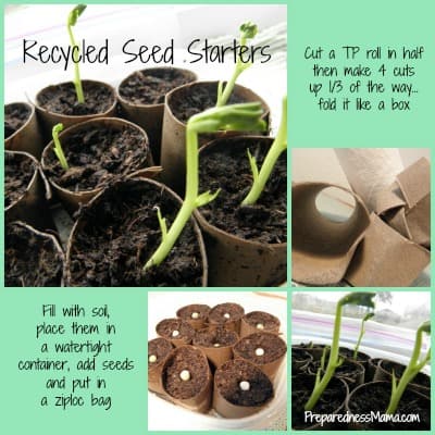 What Seeds Should Not Be Planted in Toilet Paper Roll