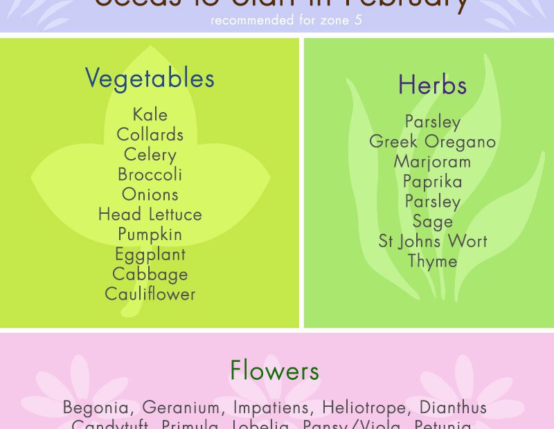 what seeds to start indoors in february