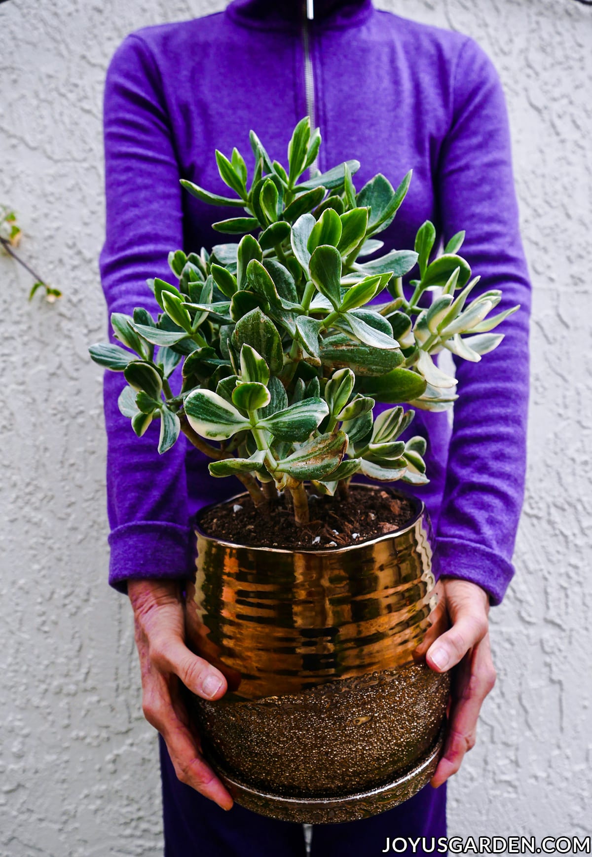 What Size Pot for Jade Plant