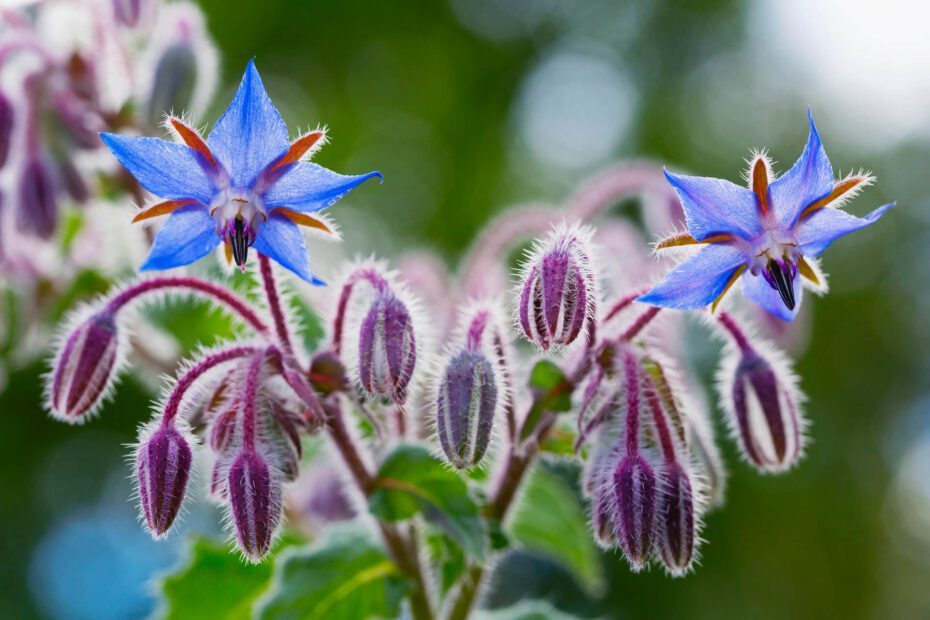 What to Avoid Planting with Borage