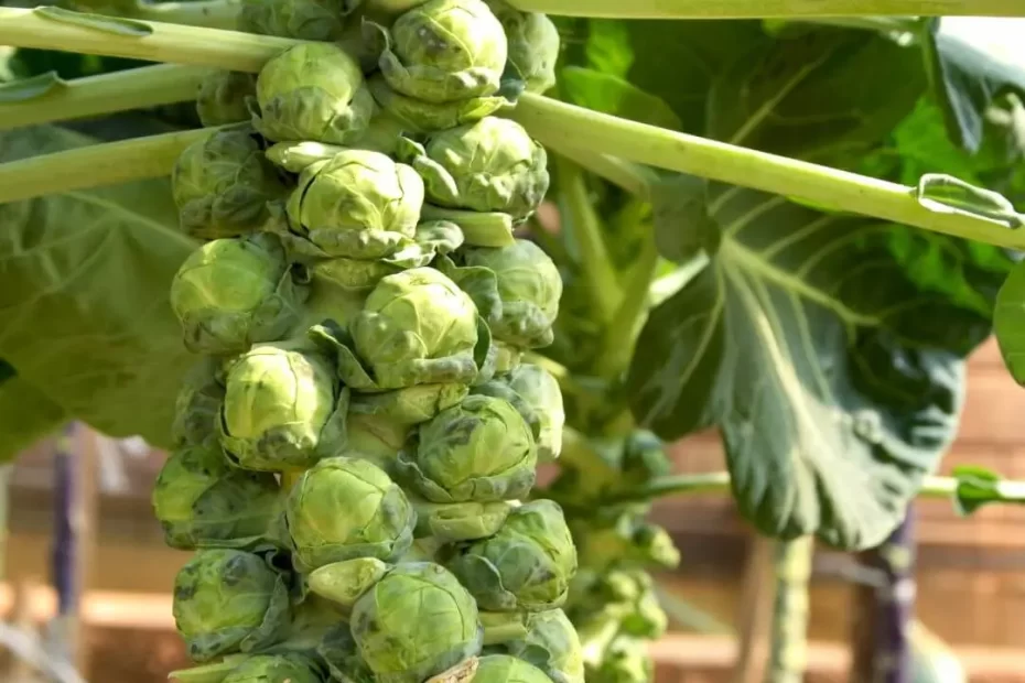 What to Companion Plant with Brussel Sprouts