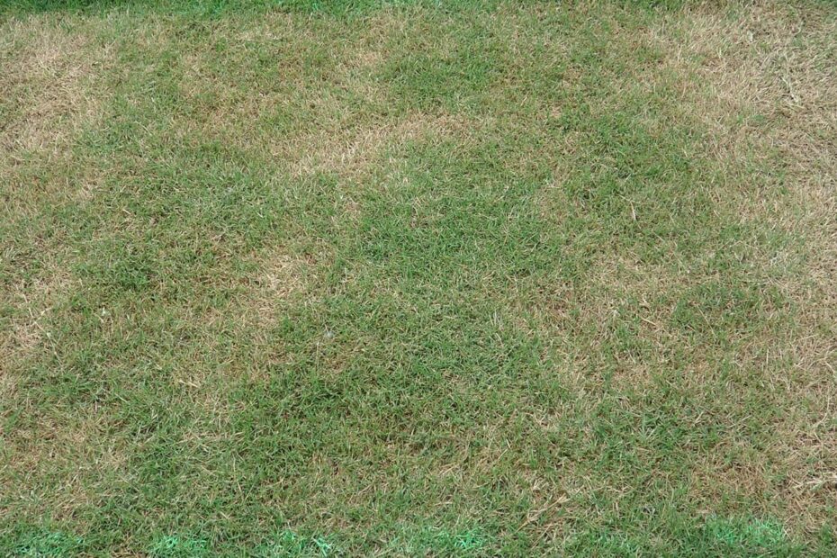 What to Do After Scalping Lawn