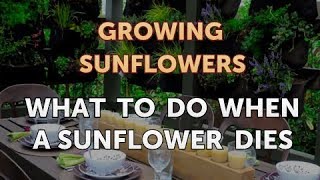 What to Do with a Sunflower When it Dies