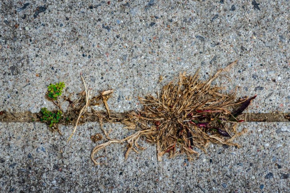 what to do with dead weeds after spraying