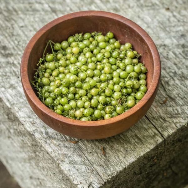 what to do with green coriander seeds