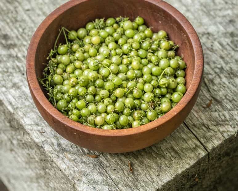 what to do with green coriander seeds