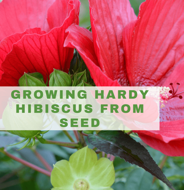 What to Do with Hibiscus Seed Pods