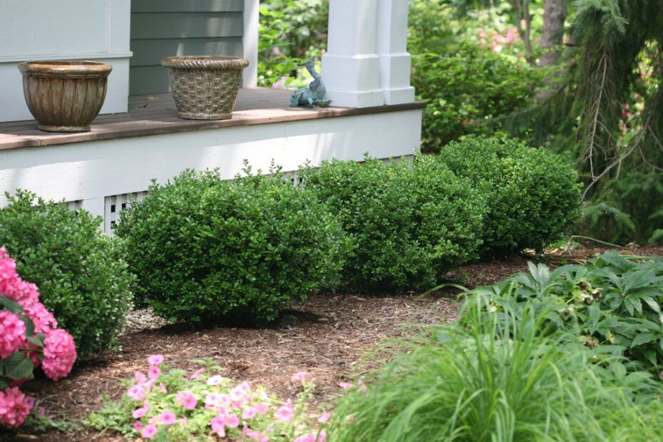 what to plant between boxwoods