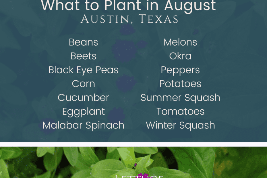 what to plant in august in central texas