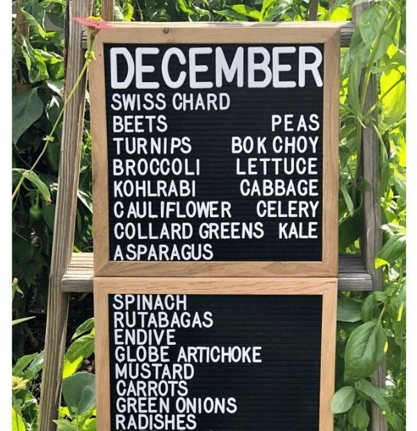 What to Plant in December in Arizona