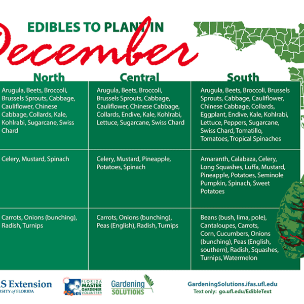 what to plant in december in florida