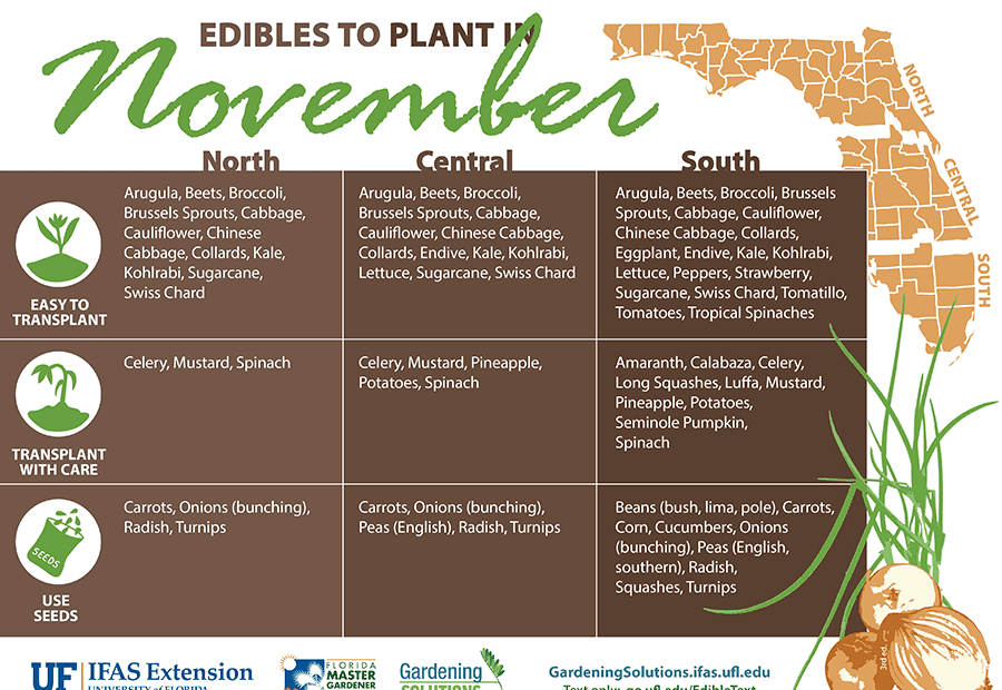 what to plant in florida in november