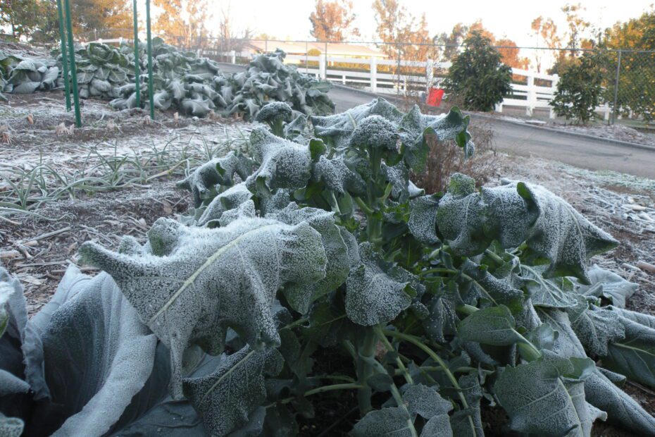 What to Plant in January in Southern California