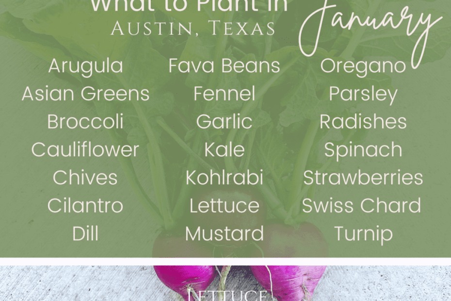 What to Plant in January in Texas