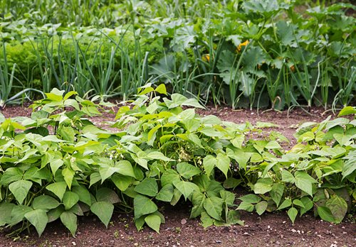 what to plant in july seattle