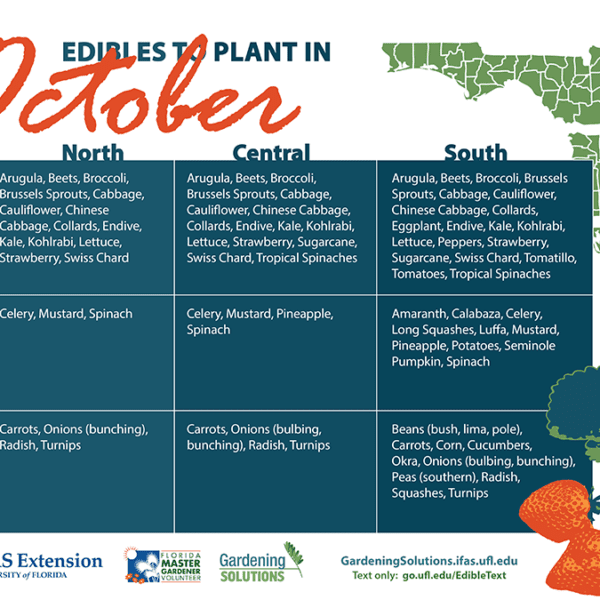 what to plant in october in florida