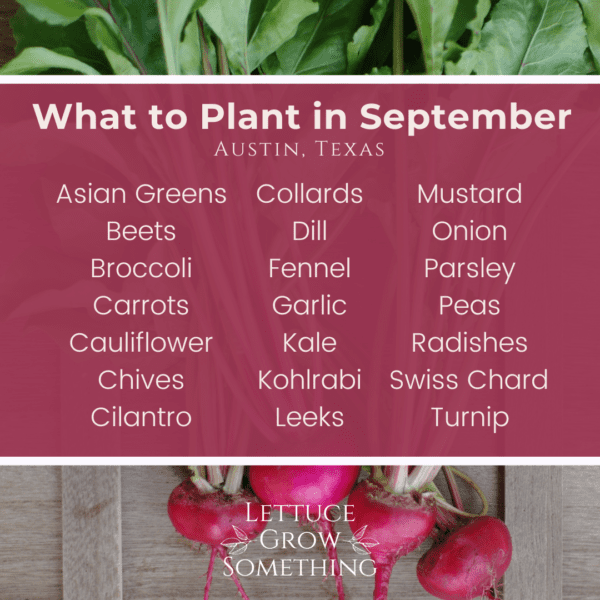 what to plant in september in texas