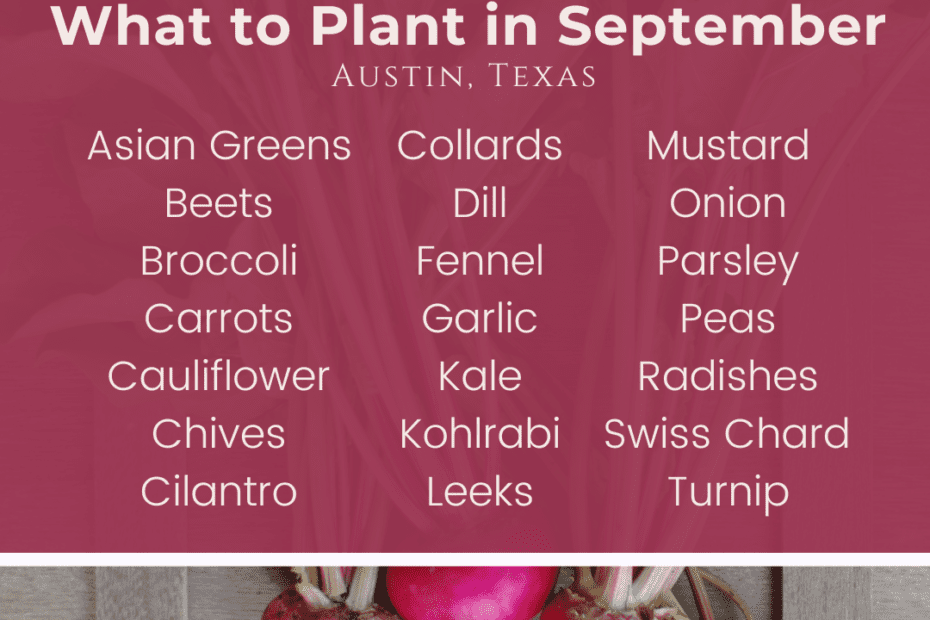 what to plant in september in texas