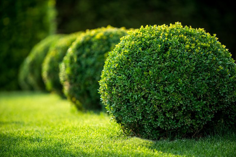 What to Plant Instead of Boxwood