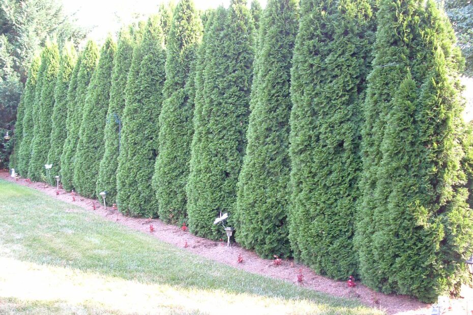 What to Plant Instead of Leyland Cypress