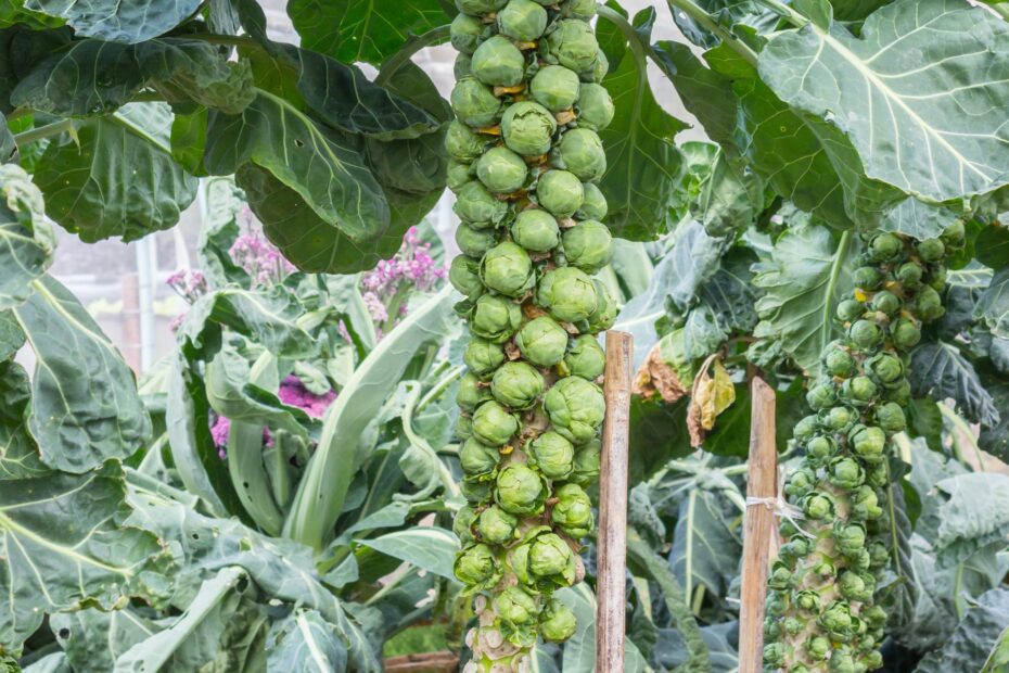 What to Plant Near Brussel Sprouts