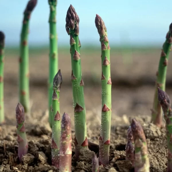 what to plant next to asparagus