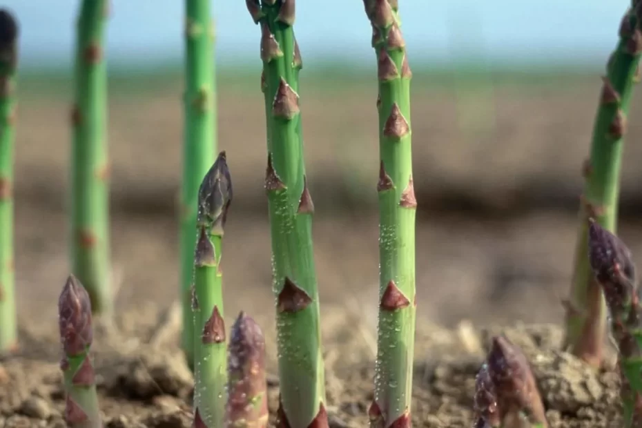 what to plant next to asparagus